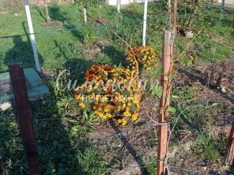 Sale, house, 236m², Surduk, Stara Pazova - image 14