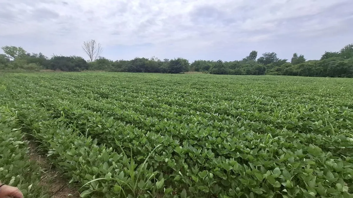 Sale, land lot, 11500m², Bački Petrovac, Novi Sad