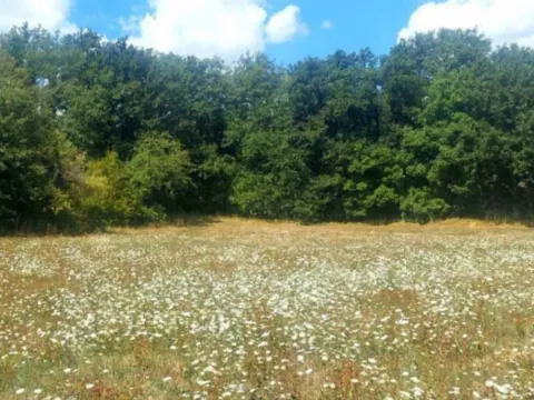 Prodaja, plac, 7279m², Glibavac, Nikšić - image 2