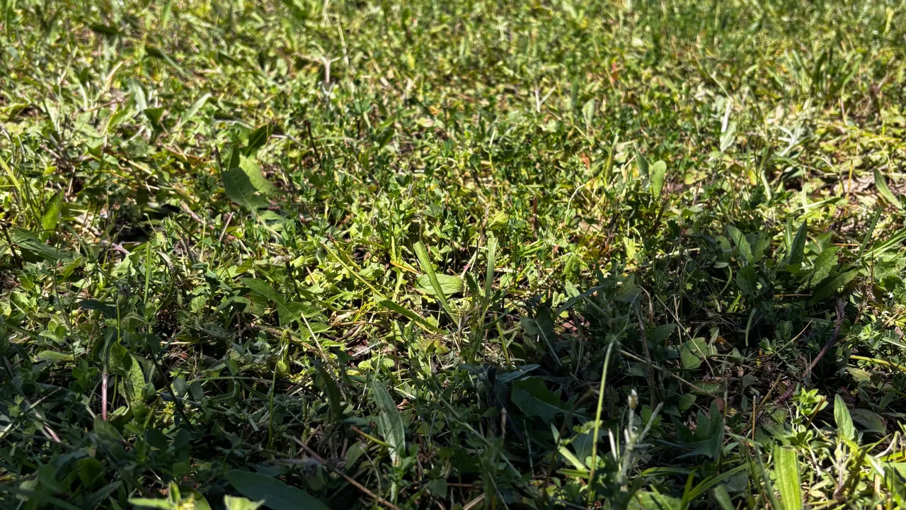 Sale, land lot, 2081m², Grbe, Danilovgrad