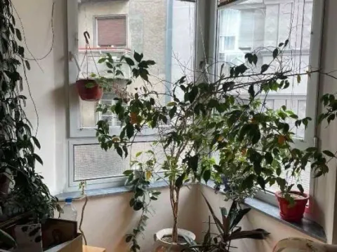 Prodaja, trosoban stan, 89m², Vračar Sve Podlokacije, Beograd - image 15