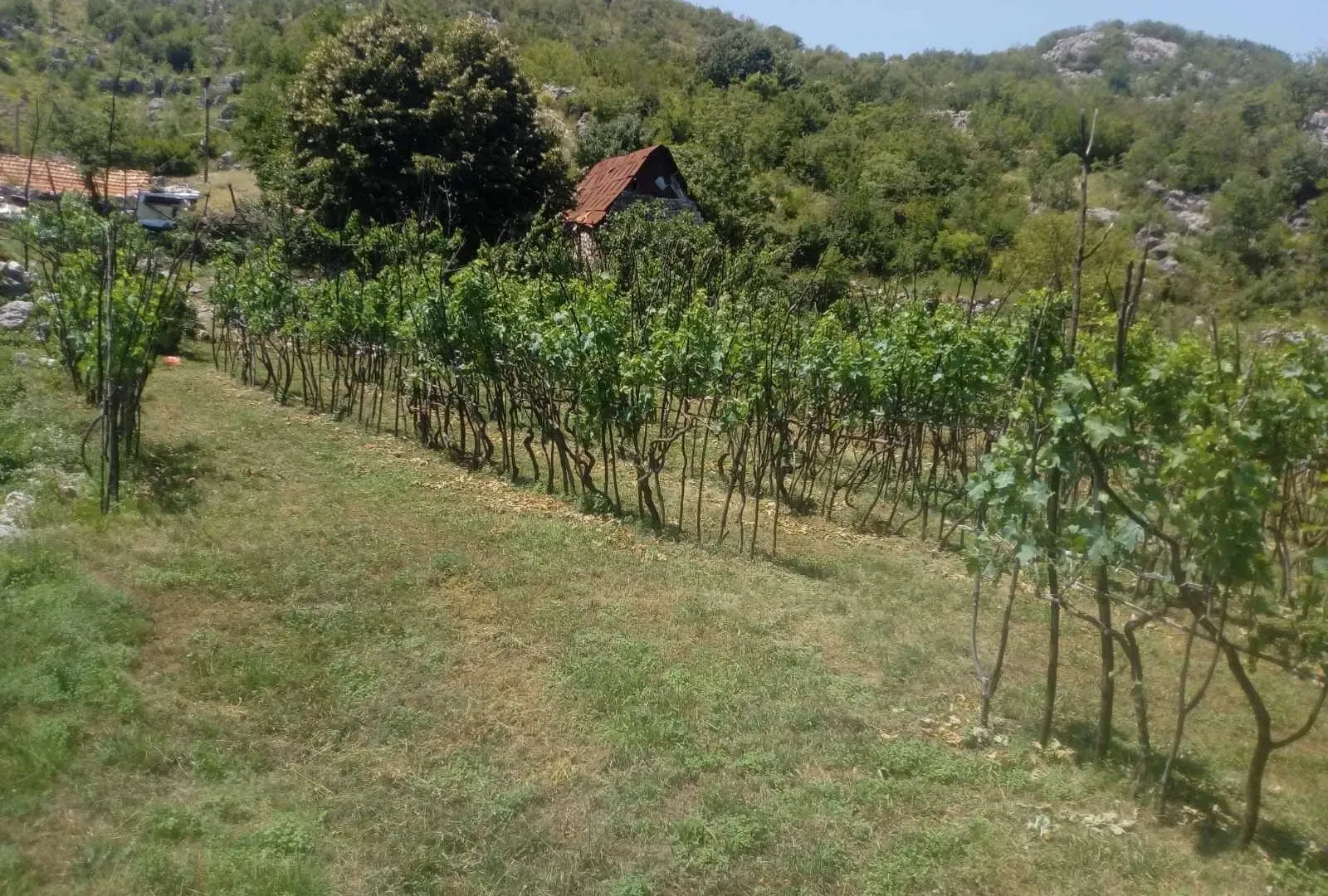 Prodaja, plac, 238441m², Cetinje, Crna Gora