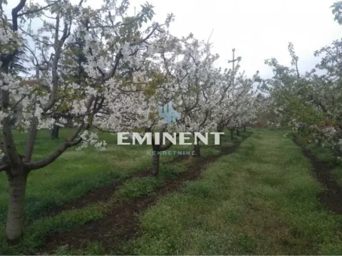 Prodaja, kuća, 100m², Dobri Do, Smederevo - image 5