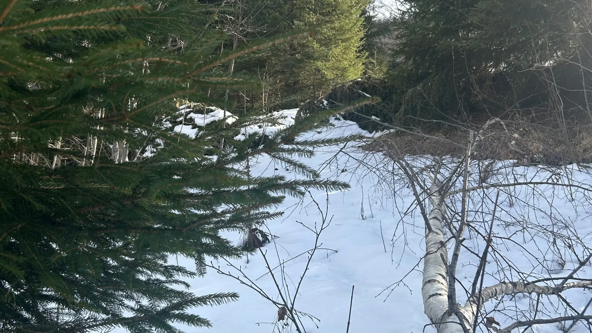 Prodaja, plac, 62500m², Bare, Kolašin