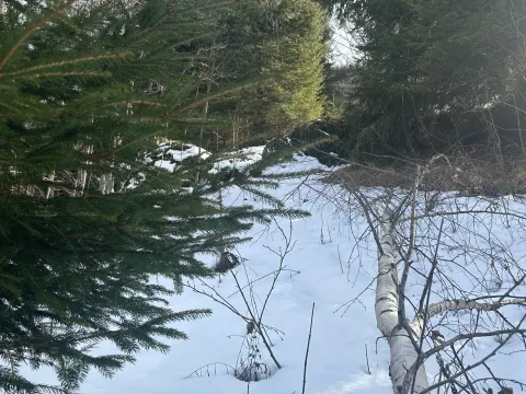 Prodaja, plac, 62500m², Bare, Kolašin - image 1