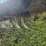 Izdavanje, kuća, 247m², Cetinje, Crna Gora - image 21