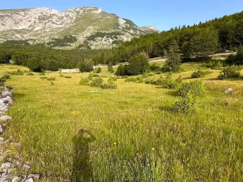Prodaja, plac, 2500m², Motički gaj, Žabljak - image 3