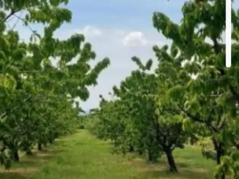 Prodaja, plac, 138m², Krstašice, Irig - image 5