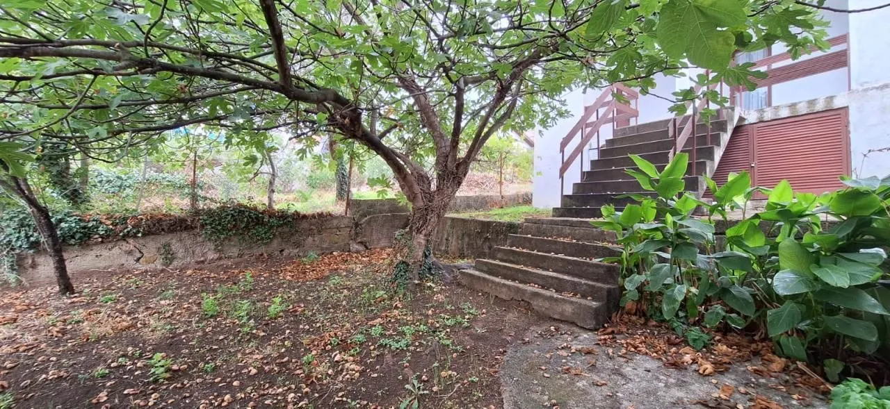 Yard with trees and stairs leading to the entrance of the house.