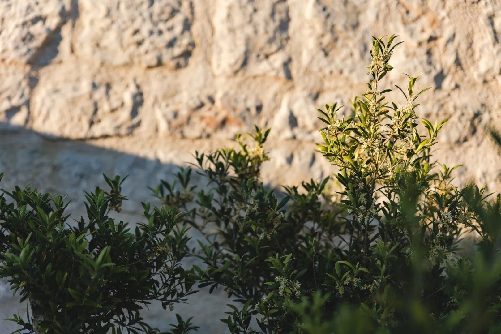 Prodaja, kuća, 197m², Reževići, Budva