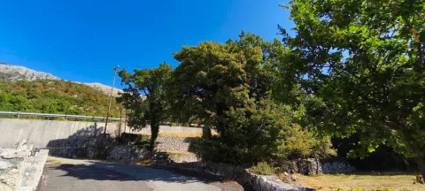 View of the plot with greenery and stone walls in a natural environment. - image 2