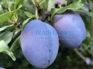 Sale, house, 178m², Baošići, Herceg Novi - image 5