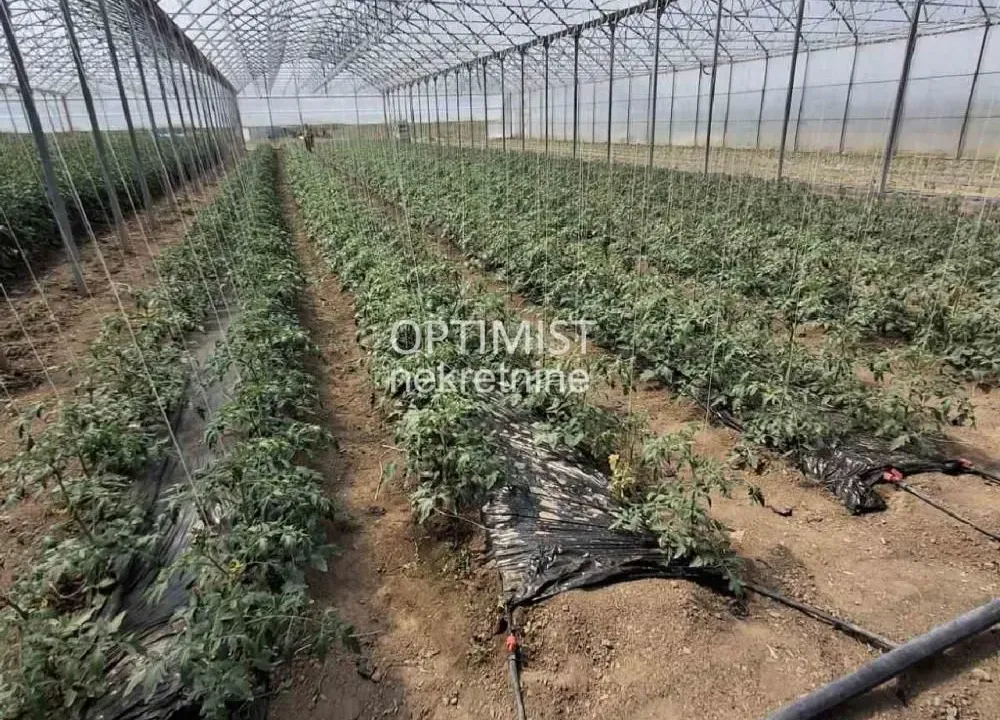 Sale, land lot, 15000m², Belegiš, Stara Pazova