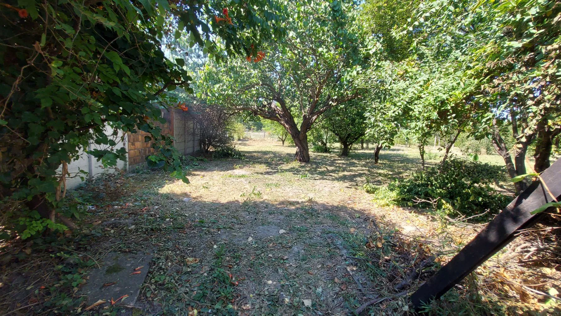 Zeleno dvorište sa stablima i rastinjem.