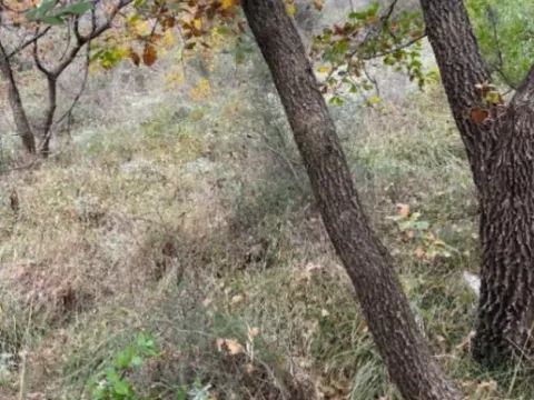 Sale, land lot, 558m², Kamenari, Herceg Novi - image 3