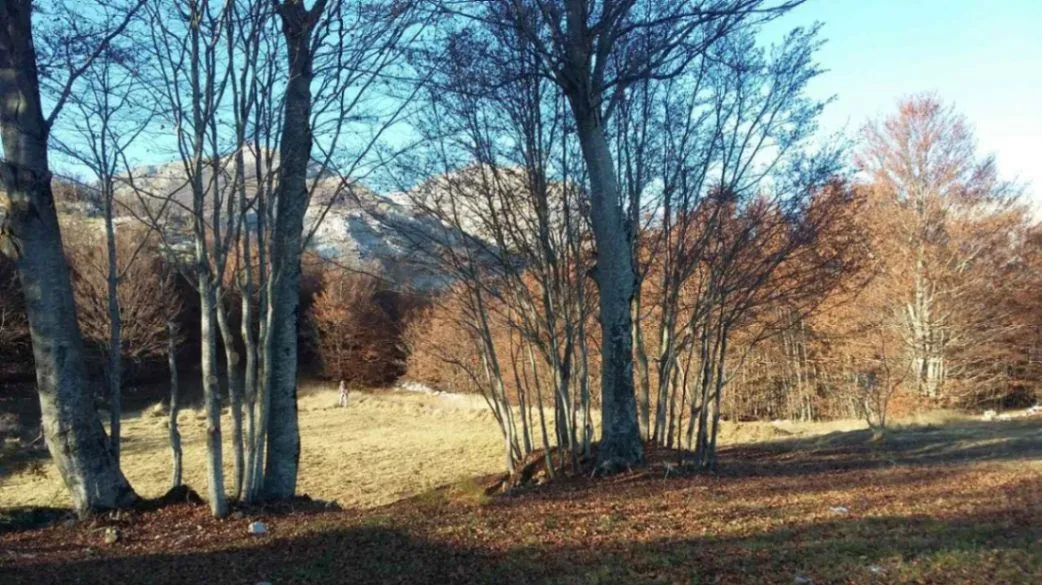 Prodaja, plac, 3002m², Ivanova Korita, Cetinje