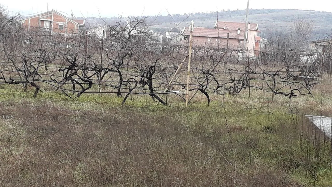 Zemljište sa vinogradom i kućama u pozadini.