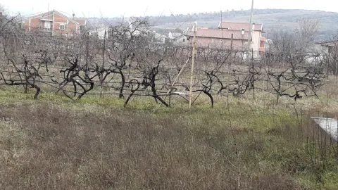 Zemljište sa vinogradom i kućama u pozadini. - image 2