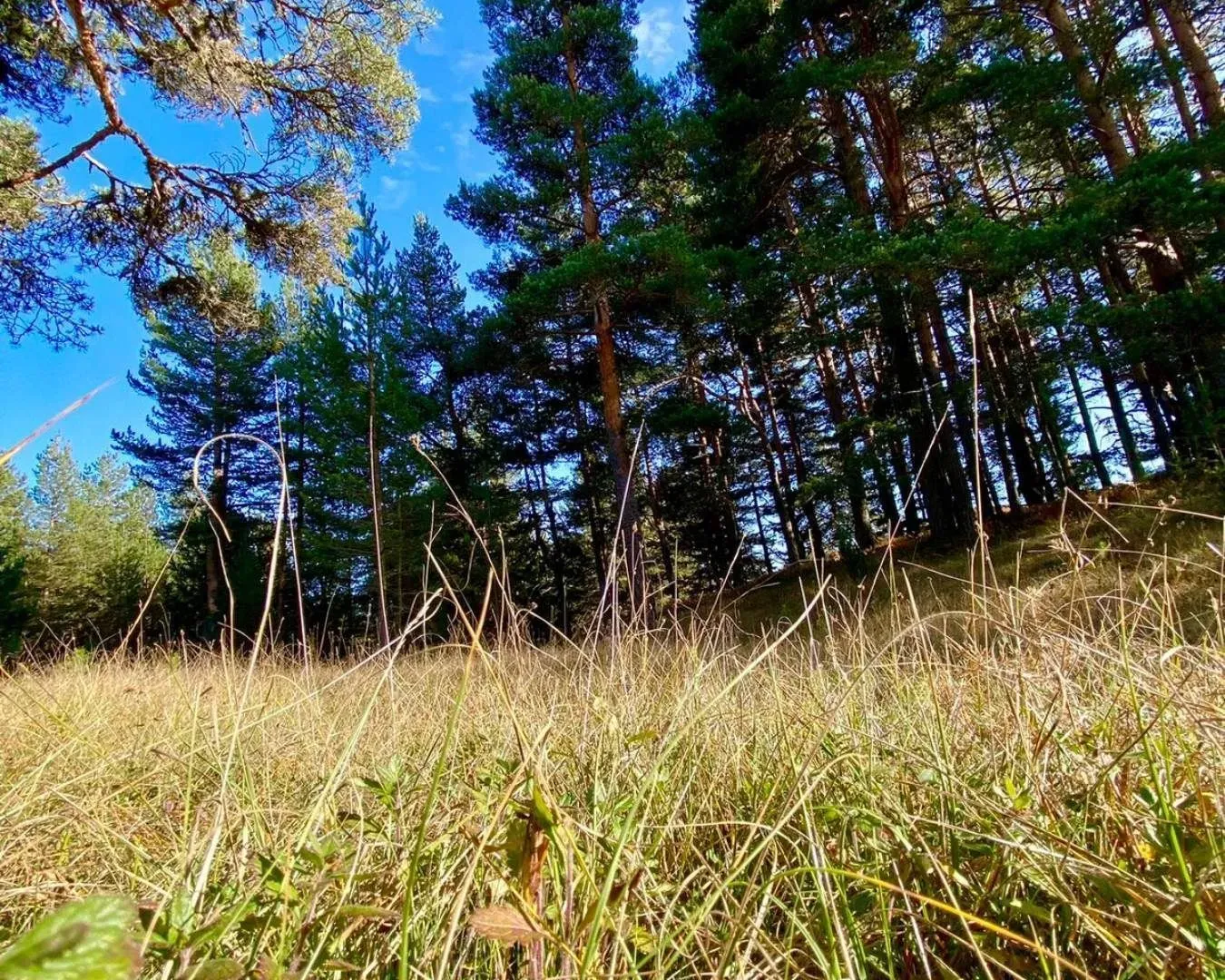 Prodaja, plac, 59443m², Žabljak, Crna Gora