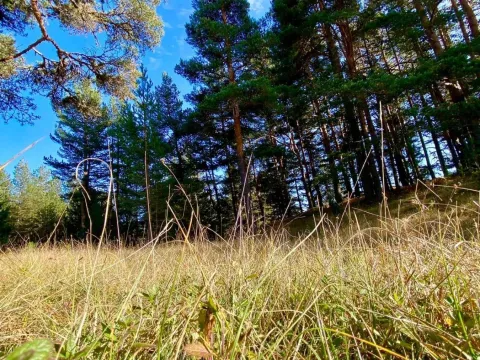 Prodaja, plac, 59443m², Žabljak, Crna Gora - image 3