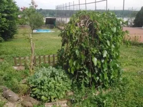 Prodaja, kuća, 214m², Stari Banovci, Stara Pazova - image 6