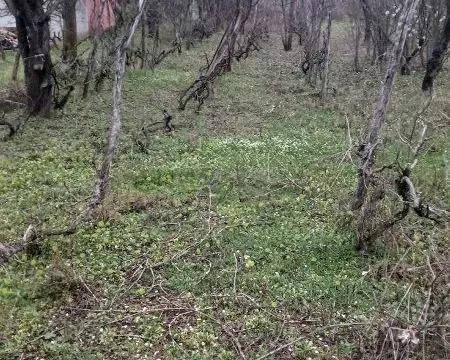 Prodaja, kuća, 70m², Krčedin, Inđija - image 6