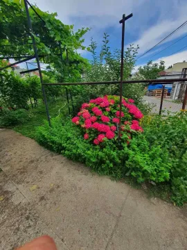 Dvorište sa rascvjetalim hortenzijama i zelenilom. - image 13