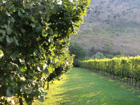 Izdavanje, kuća, 250m², Tološi, Podgorica - image 2