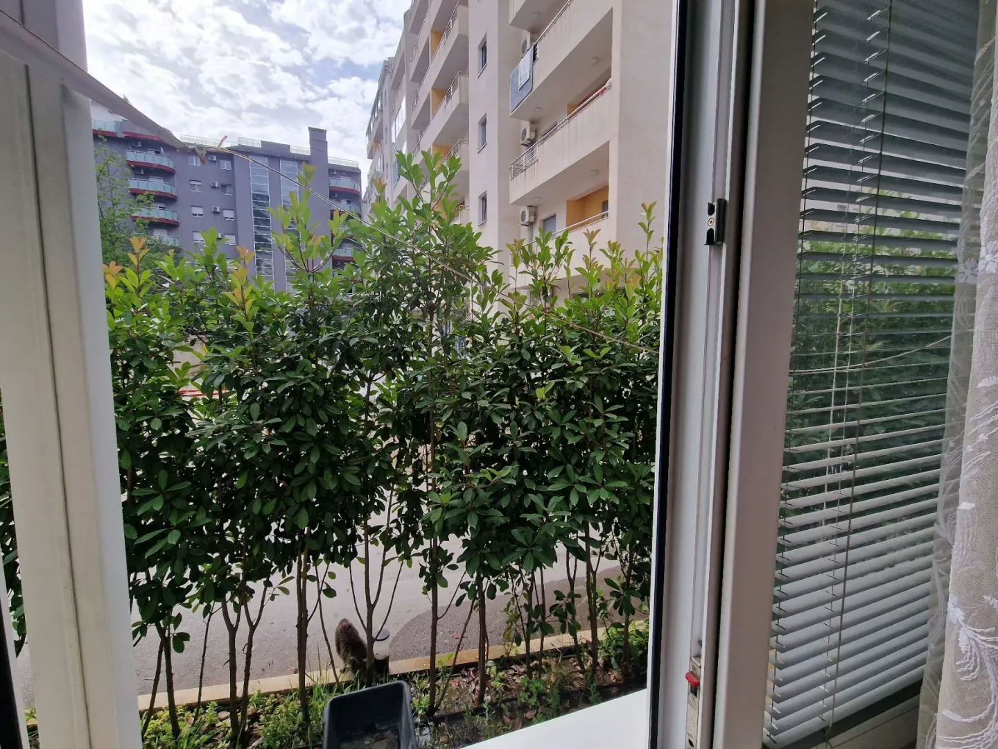 View through the window of green foliage and surrounding residential buildings.