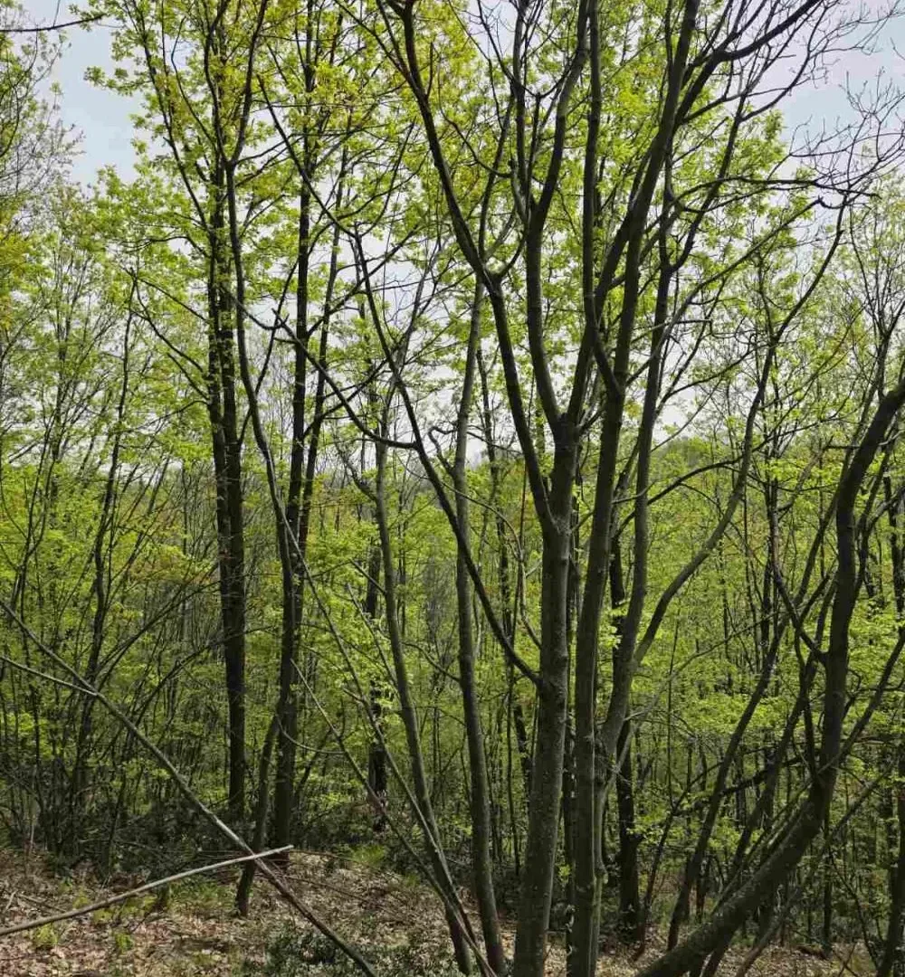 Prodaja, plac, 12800m², Bukovik, Arandjelovac