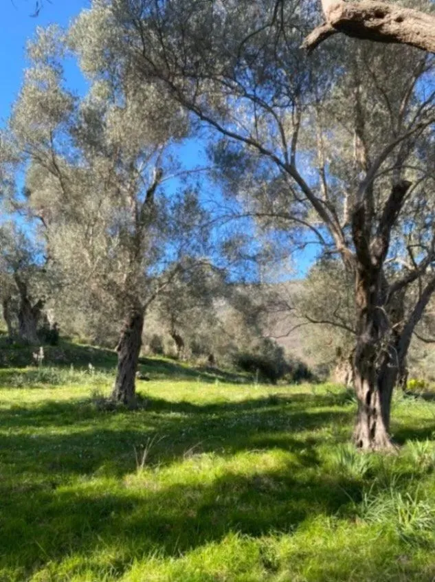 Prodaja, plac, 5500m², Ulcinj, Crna Gora