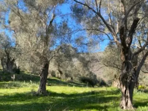 Prodaja, plac, 5500m², Ulcinj, Crna Gora - image 3