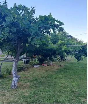Zeleno dvorište sa stablima i uređenim travnjakom. - image 2