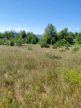 Pogled na prostrani travnati plac sa drvećem i rastinjem. - image 2