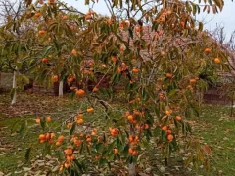 Sale, house, 145m², Kikinda, Srbija - image 8