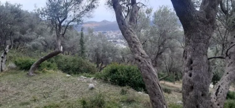 Prodaja, plac, 1604m², Velembusi, Bar