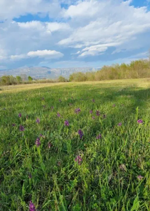 Prodaja, plac, 5554m², Jastreb, Danilovgrad