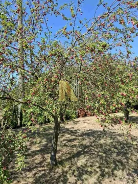 Prodaja, kuća, 120m², Perlez, Zrenjanin - image 20
