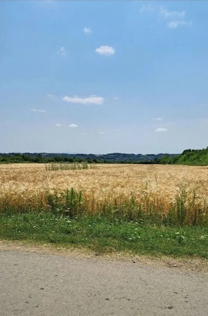 Prodaja, plac, 6000m², Veliki Borak, Barajevo