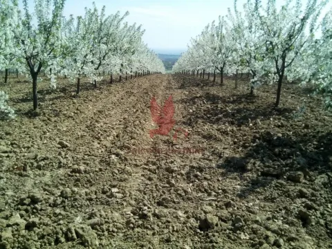 Prodaja, plac, 13700m², Koraćica, Mladenovac - image 5