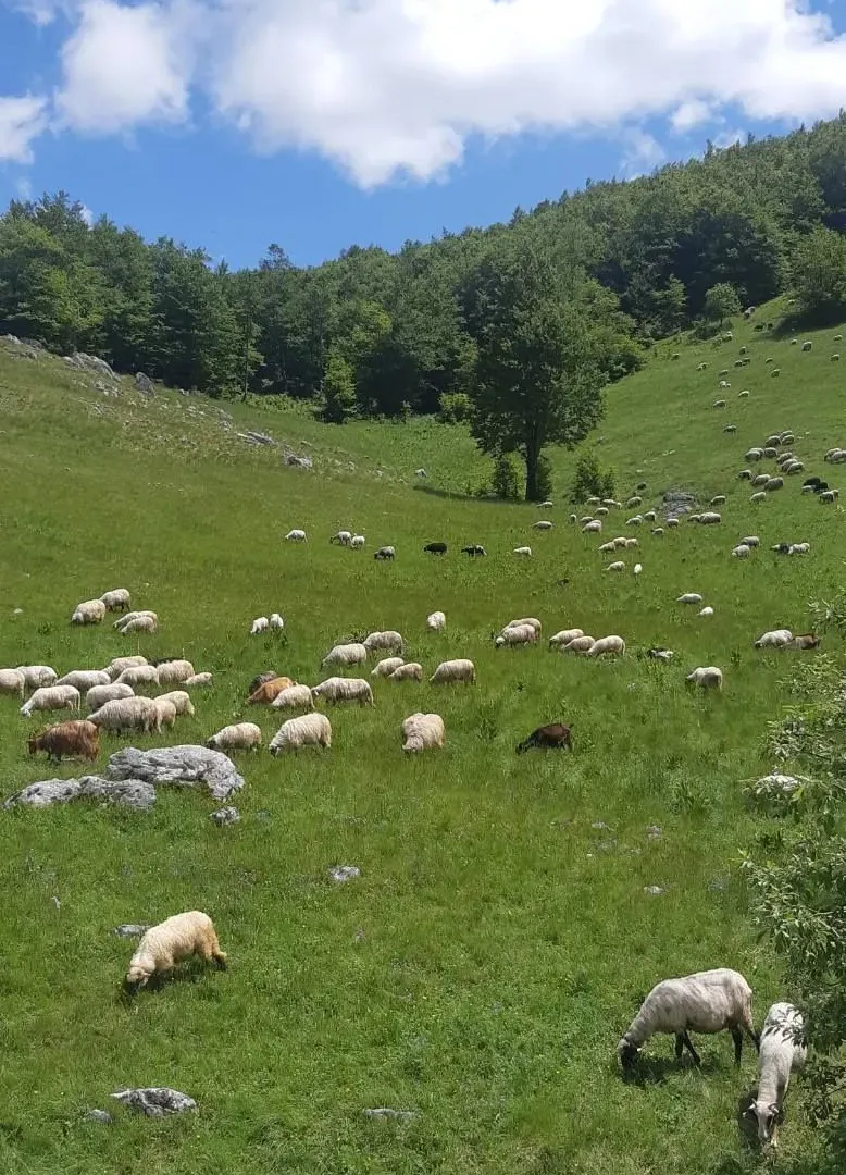 Prodaja, kuća, 112m², Krnovo, Nikšić