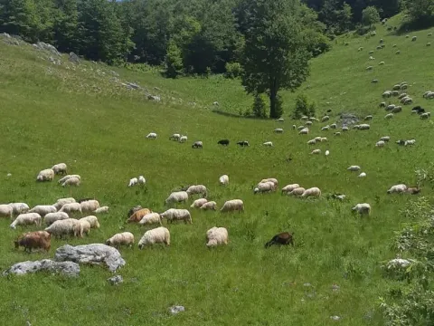 Prodaja, kuća, 112m², Krnovo, Nikšić - image 3
