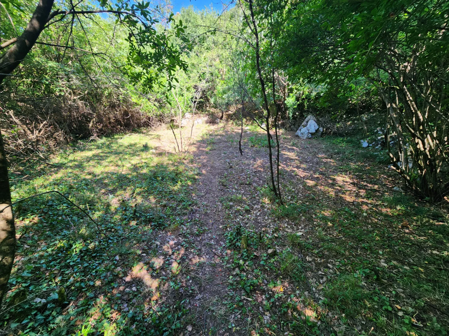 Pogled na šumoviti plac sa niskim rastinjem.