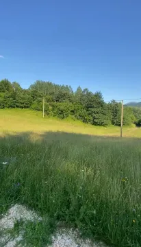 Zelena livada sa drvećem i električnim stubovima. - image 6
