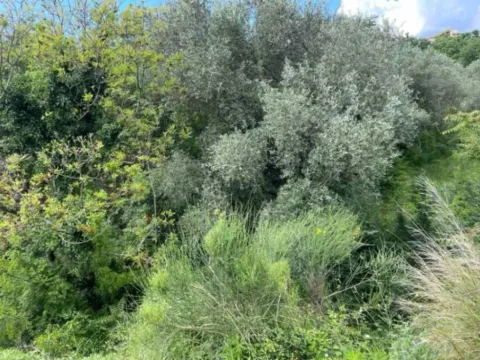 Sale, land lot, 2405m², Reževići, Budva - image 3