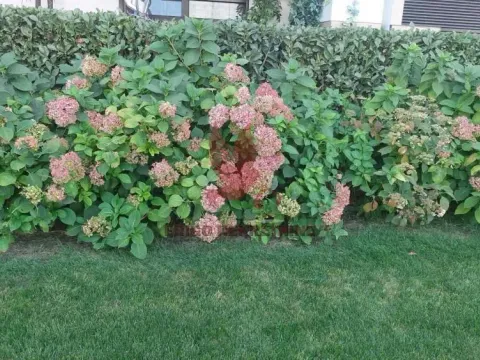 Prodaja, kuća, 1000m², Selters Banja, Mladenovac - image 16