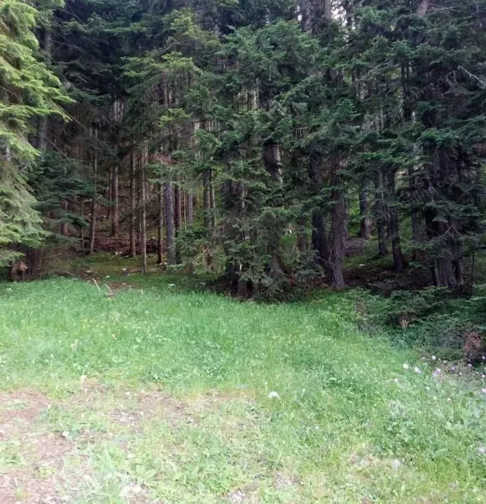 Prodaja, plac, 480m², Žabljak, Crna Gora
