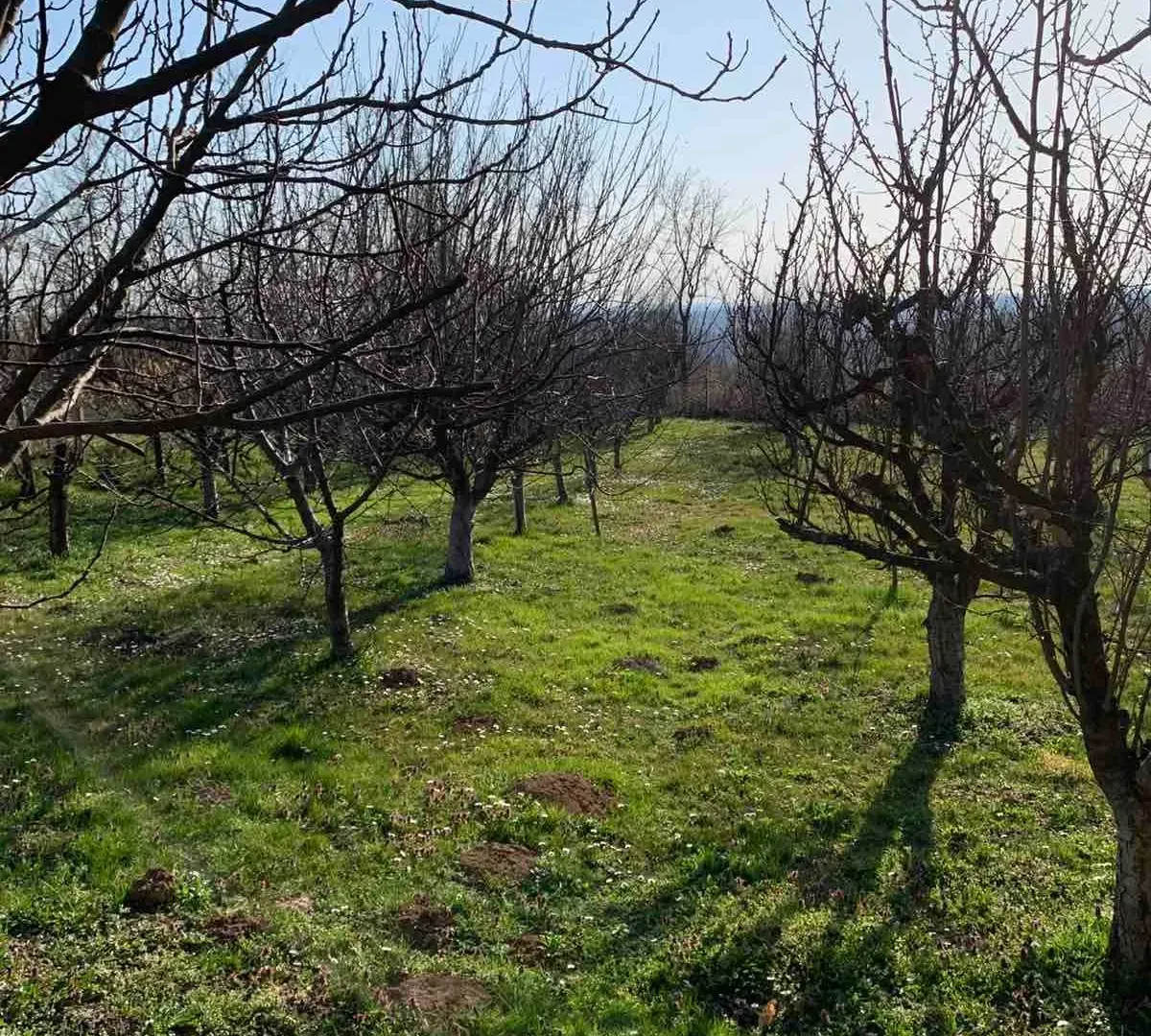 Sale, house, 370m², Sopot, Beograd