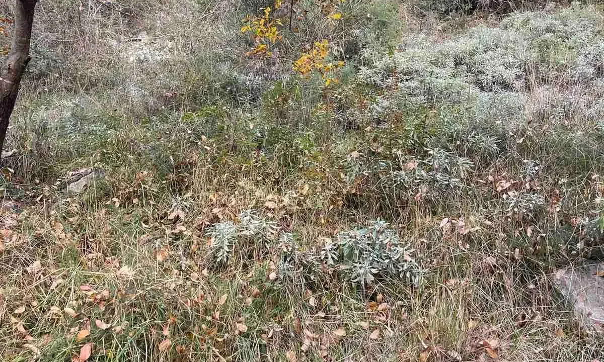 Prodaja, plac, 1282m², Herceg Novi, Crna Gora