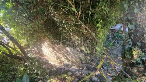 Zarasli kameni zid i dvorište okruženo drvećem i rastinjem. - image 8